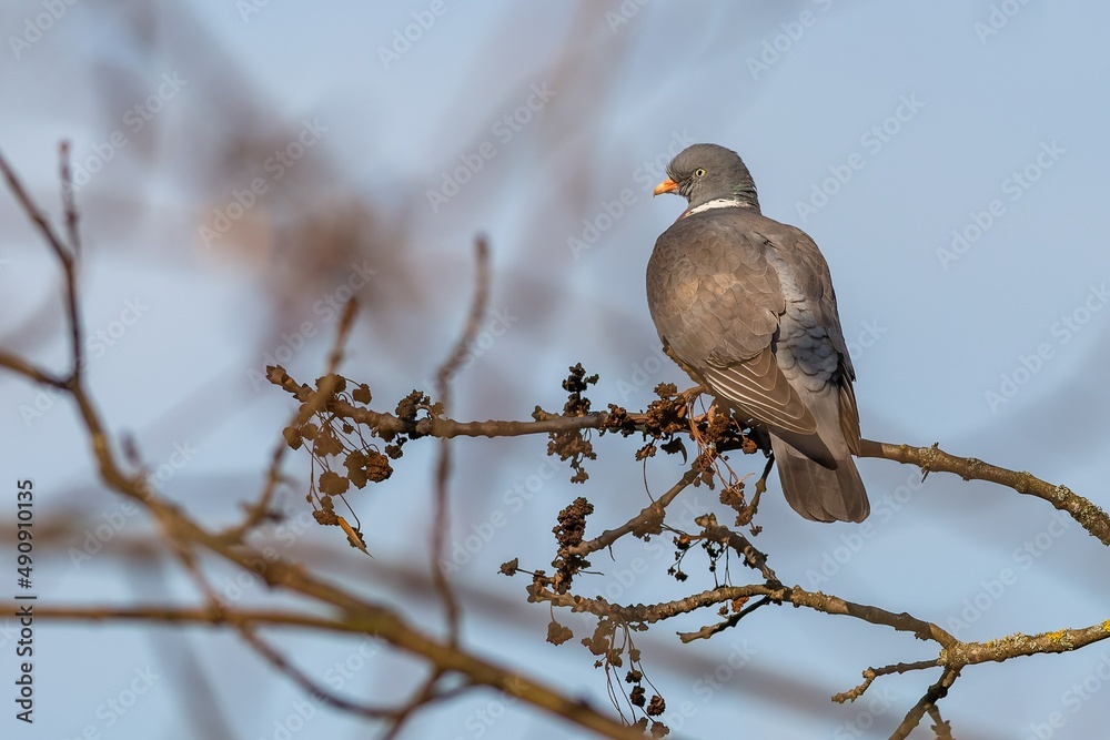 Portrait of a grey colored wood pigeon with white collar perching on a branch in a park on a sunny spring day. Blue sky in the background.
