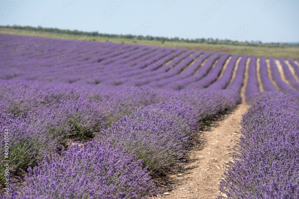 Fototapeta premium Large spacious lavender field ready for harvest. Lavender flowers against the summer sky.