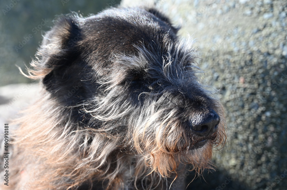 portrait of a dog Mixed breed at the Beach
portrait of a dog Mixed breed at the Beach
