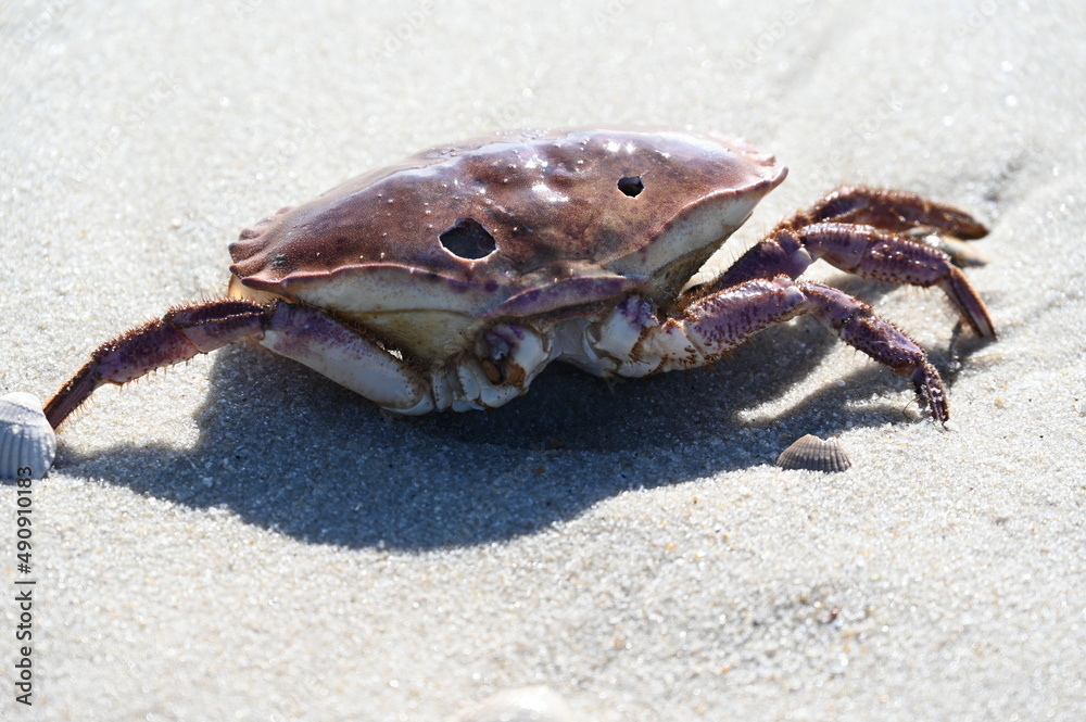 crab on the sand in Sylt Beach 