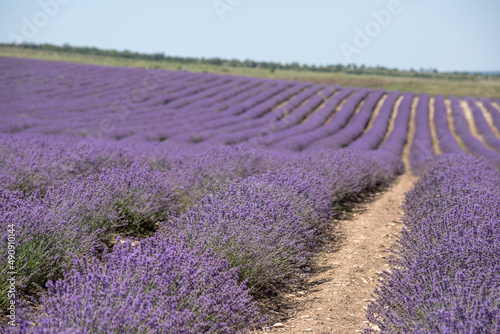 Large spacious lavender field ready for harvest. Lavender flowers against the summer sky.