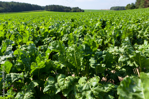 agricultural field with green beet tops