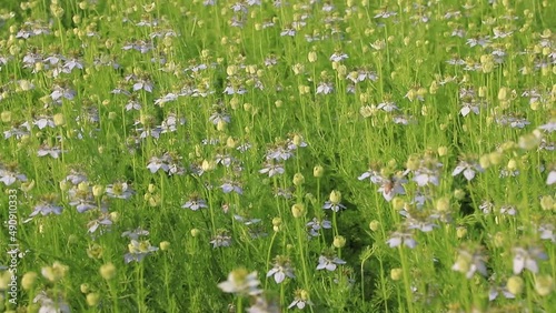 Wallpaper Mural Blooming White Nigella sativa flowers swing in the wind in the field. White and Green Flowers Background Landscape view Torontodigital.ca