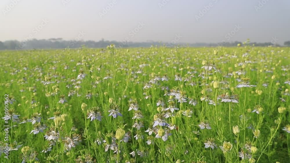 Blooming White Nigella sativa flowers swing in the wind in the field. White & Green Flowers Background Landscape view Blooming White Nigella sativa flowers swing in the wind in the field. White & Green Flowers Background Landscape view