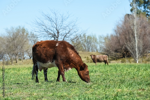 Cattle grazing in pampas countryside, La Pampa, Argentina.