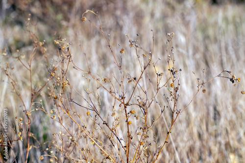 yellow dry grass in the autumn season on the field © rsooll