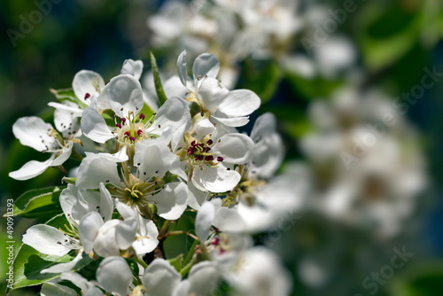 blooming white pear flowers in spring