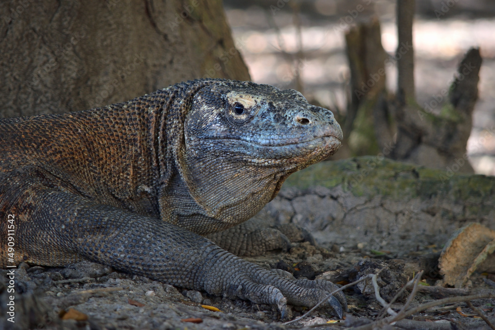 Komod Dragon Portrait in Komodo National Park, Indonesia. Komod Dragon Portrait in Komodo National Park, Indonesia.