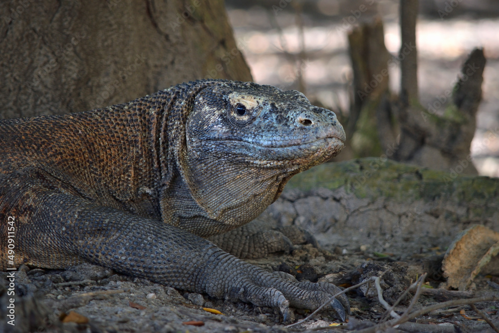 Komod Dragon Portrait in Komodo National Park, Indonesia.