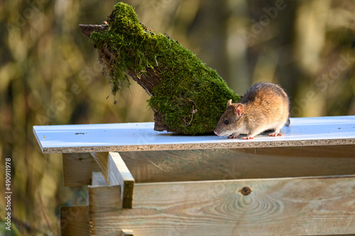 A wild rat sits on a composter in the garden photo