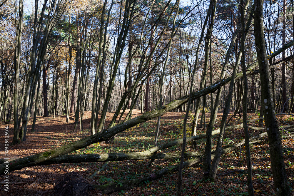 deciduous trees during leaf fall in autumn deciduous trees during leaf fall in autumn