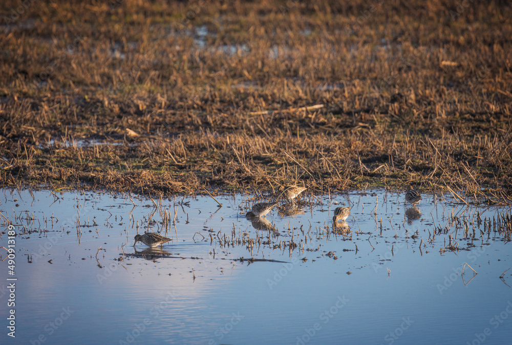 Common Snipe Spotted at Aiguamolls d'Emporda Wetland, Catalonia Common Snipe Spotted at Aiguamolls d'Emporda Wetland, Catalonia