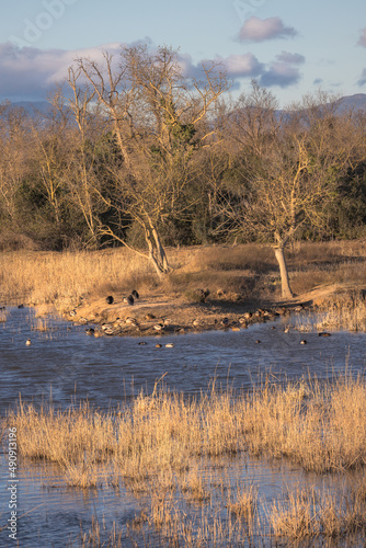 Wetland with different bird species at Aiguamolls d'Emporda, Catalonia photo