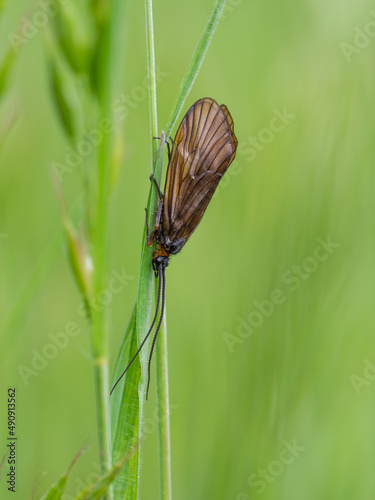 Brachycentrus montanus, caddisfly insect in grass photo