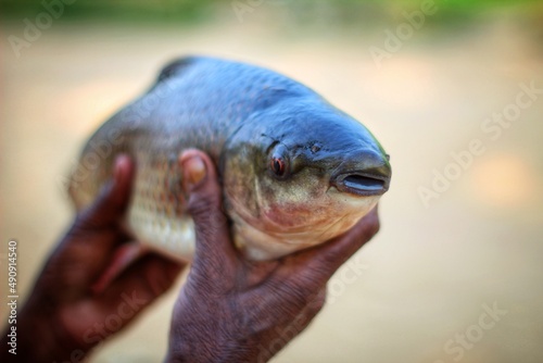 rohu carp fish in hand in nice blur background © B.Rath Photography