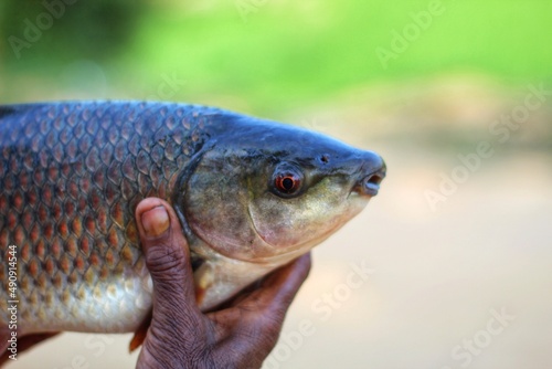 rohu carp fish in hand in nice blur background