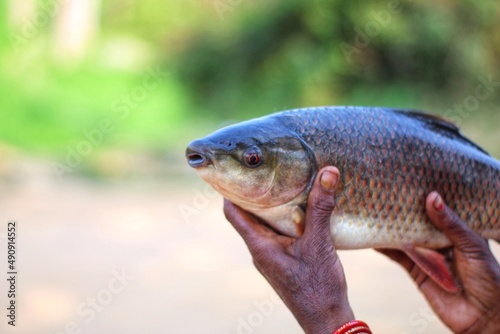 Big fresh rohu carp fish in hand of fish farmer in nice blur background