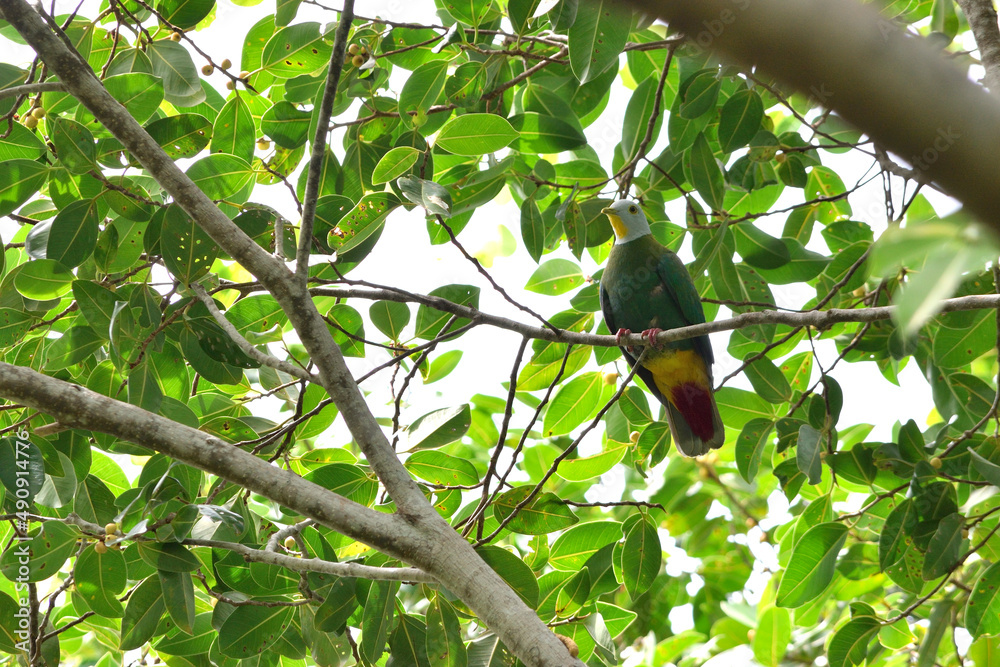 Black-naped Fruit Dove in the Wakatobi Islands (Sulawesi, Indonesia) Black-naped Fruit Dove in the Wakatobi Islands (Sulawesi, Indonesia)