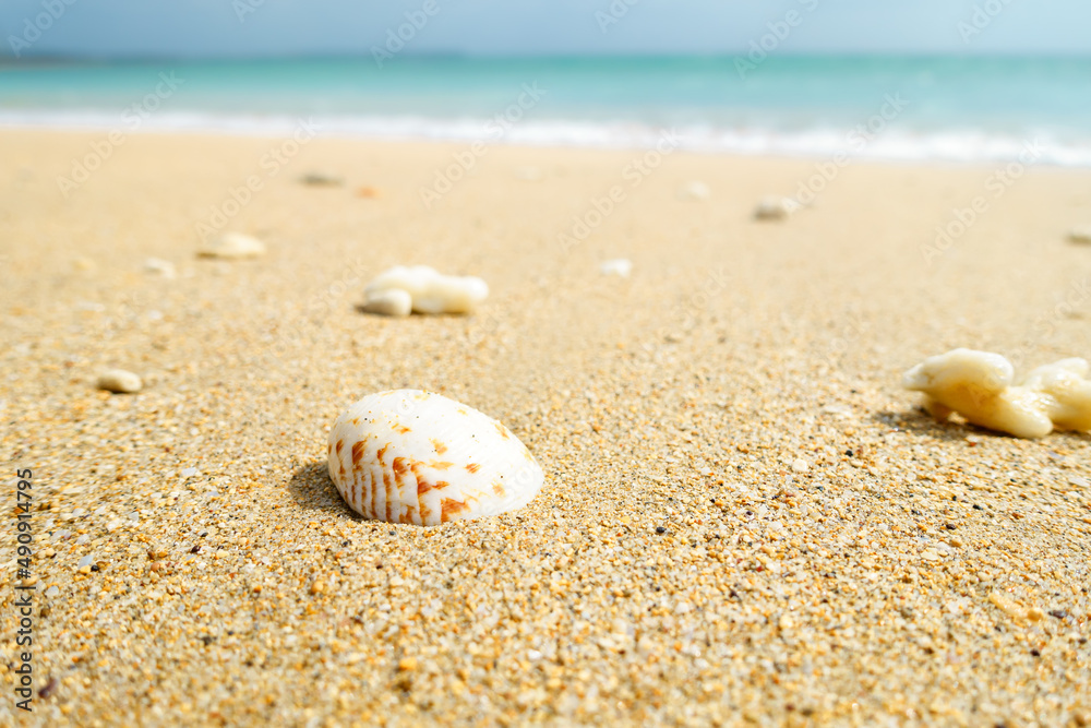 A sunny and sandy beach with waves, small shells and broken coral A sunny and sandy beach with waves, small shells and broken coral