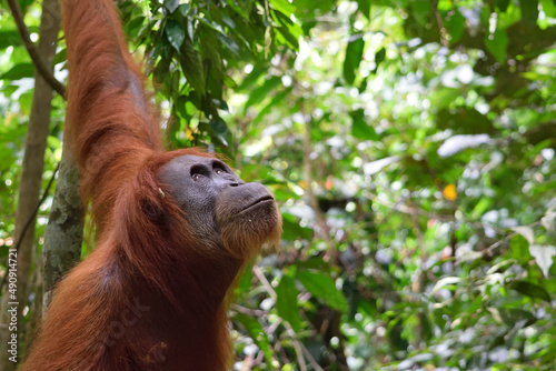 Female Orangutan in Gunung Leuser National Park (Sumatra, Indonesia) photo