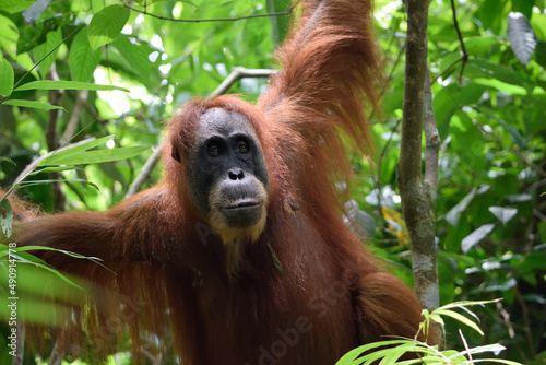 Female Orangutan in Gunung Leuser National Park  Sumatra  Indonesia 