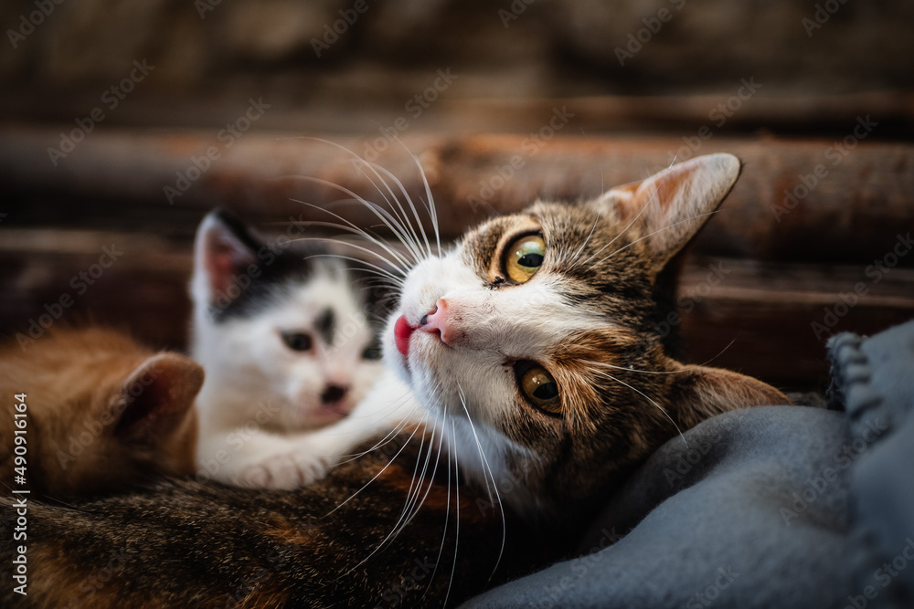 Obraz na płótnie kot i kotki w salonie