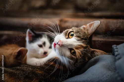 Fototapeta kot i kotki