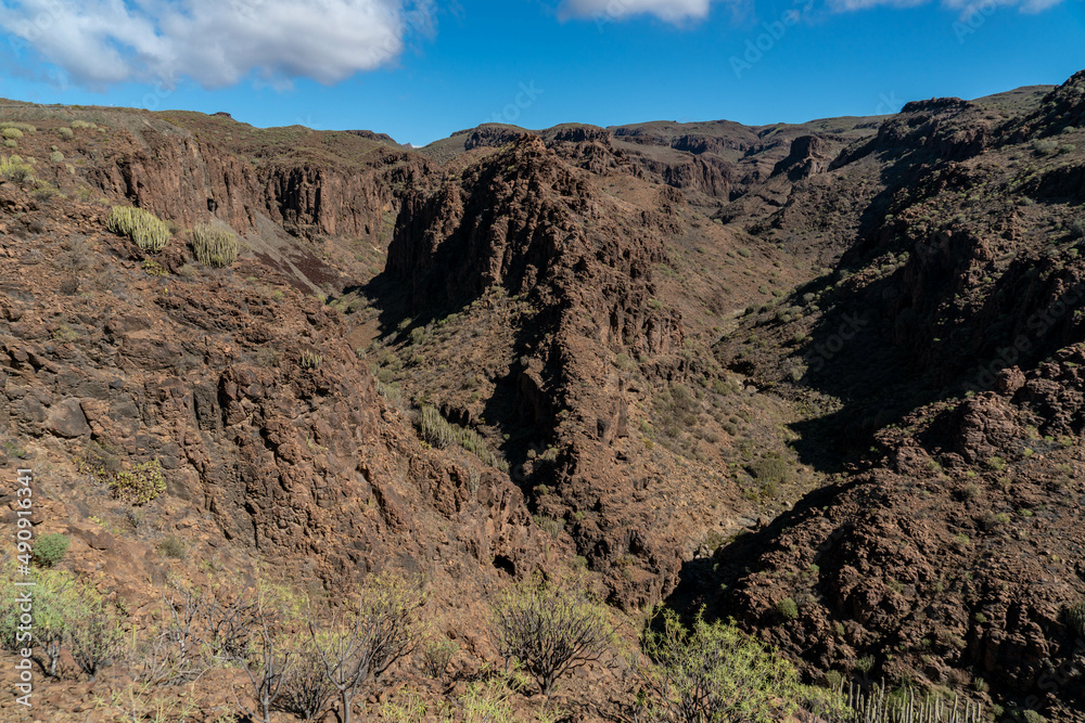 Fototapeta premium ravine and cliffs of the Canary Islands with native plants and flowers as well as dragon trees, prickly pear rubble light towers in a sunny midday with rubble around