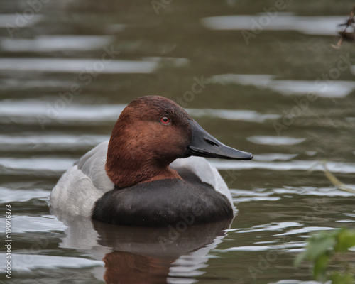 Drake Canvasback duck , (Aythya valisineria) swimming on a pond. photo