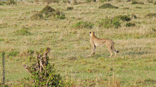 Cheetah on the hunt. A cheetah roams the African savannah in Kenya's Masai Mara National Park in search of prey.

