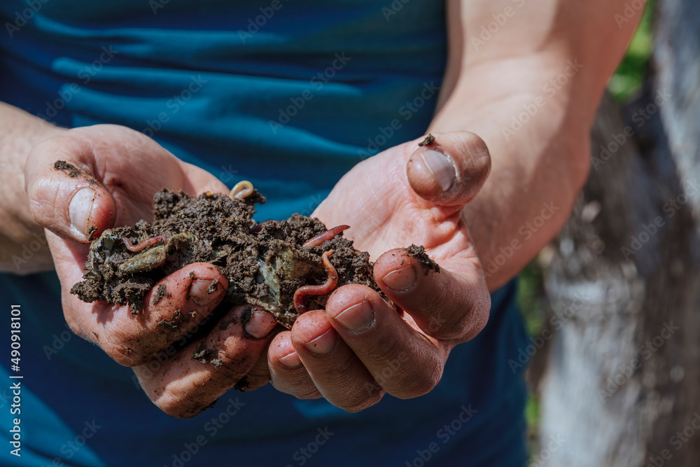 Hands holding worms with soil. A farmer showing group of earthworms in his hands. Production of vermicompost from household food waste. High quality photo Hands holding worms with soil. A farmer showing group of earthworms in his hands. Production of vermicompost from household food waste. High quality photo