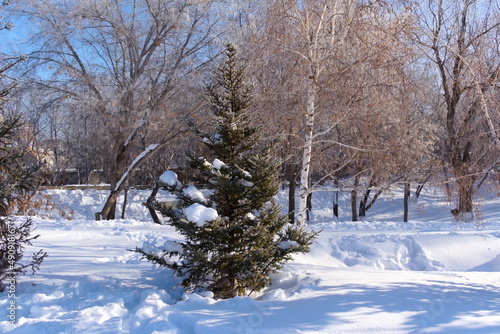 Pine in the snow © belkinat