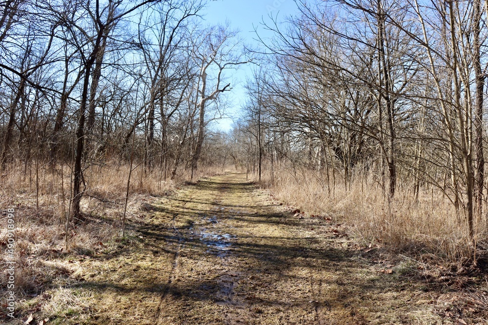 The empty muddy hiking trail in the forest on a sunny day. The empty muddy hiking trail in the forest on a sunny day.