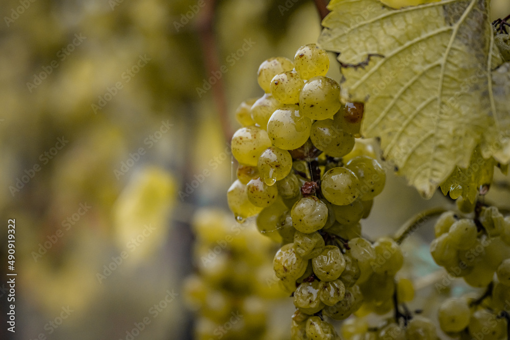 Fototapeta premium white Wine grapes fall morning mist ready for harvest Region Moselle River Winningen Germany