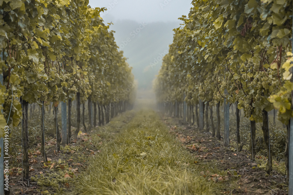 white Wine grapes fall morning mist ready for harvest Region Moselle River Winningen Germany white Wine grapes fall morning mist ready for harvest Region Moselle River Winningen Germany
