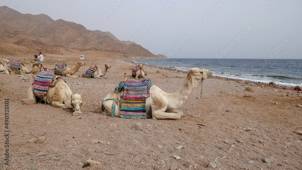 Fototapeta premium Wonderful camels in Sharm el-Sheikh, Egypt