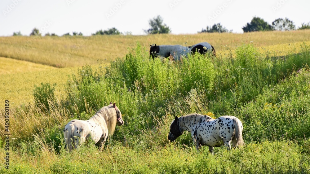 Fototapeta premium Säugetiere - Hauspferd (Equus caballus)