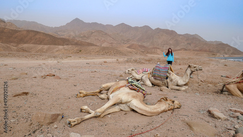 Wonderful camels in Sharm el-Sheikh  Egypt