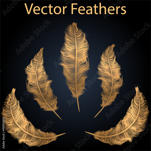 feather on black background