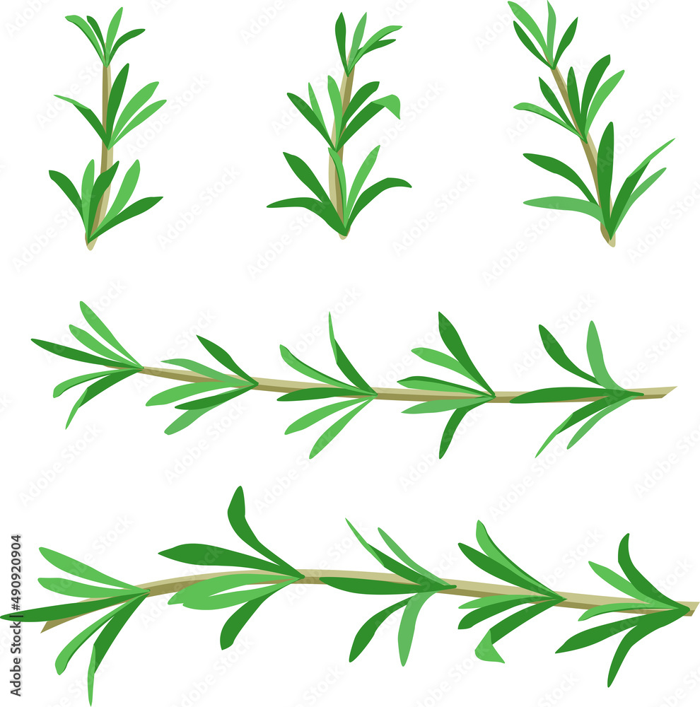 Fototapeta premium spicy green sprigs of rosemary, solar plant seasoning