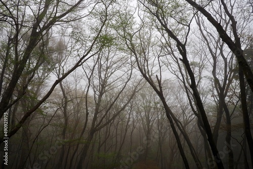 霧に包まれた幻想的な森