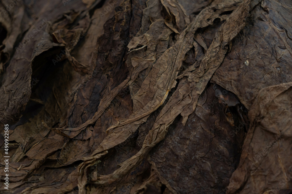 Drying tobacco leaves at a cigar factory. Preparation of leaves for manual cigar rolling. - obrazy, fototapety, plakaty 