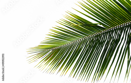 Tropical coconut palmtree leaf isolated on white background. Natural green texture. 
