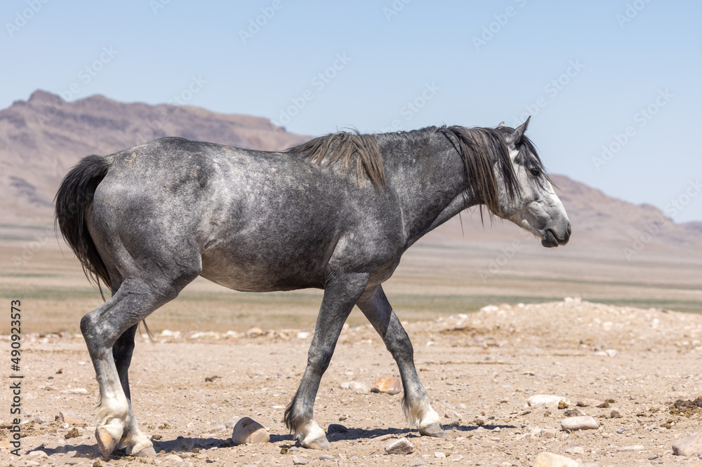 Beautiful Wild Horse in Summer in the Utah Desert Beautiful Wild Horse in Summer in the Utah Desert