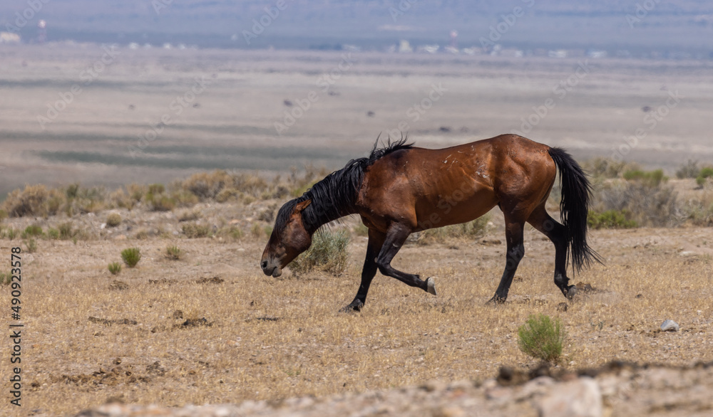 Beautiful Wild Horse in Summer in the Utah Desert Beautiful Wild Horse in Summer in the Utah Desert