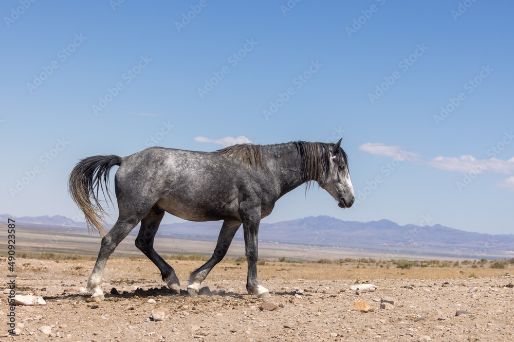 Beautiful Wild Horse in Summer in the Utah Desert