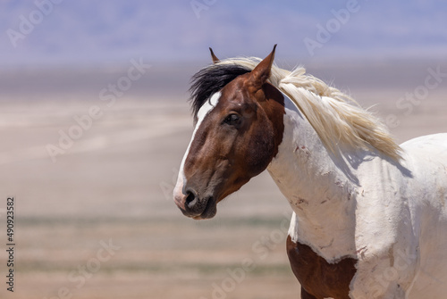 Beautiful Wild Horse in Summer in the Utah Desert
