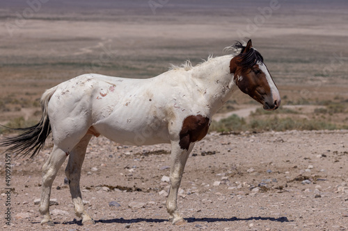 Beautiful Wild Horse in Summer in the Utah Desert