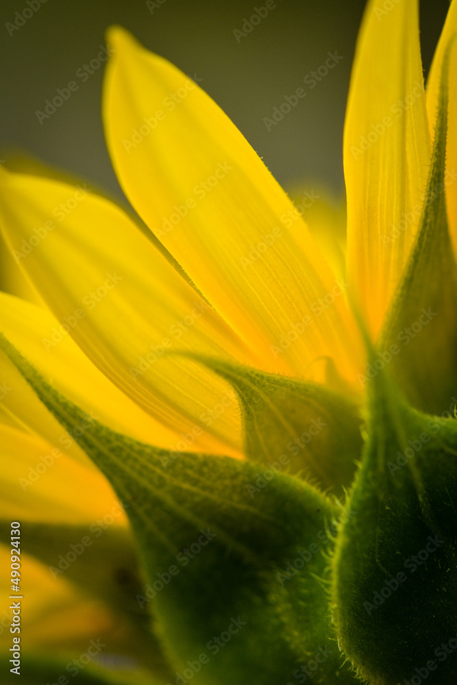 Obraz premium yellow flower in the garden