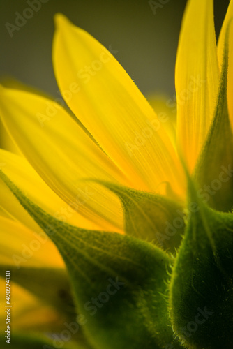 Konstfotografi yellow flower in the garden